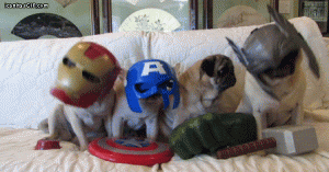 funny-gif-Avengers-pugs-puppies